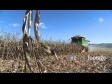 Maize Harvest Side 8 1565